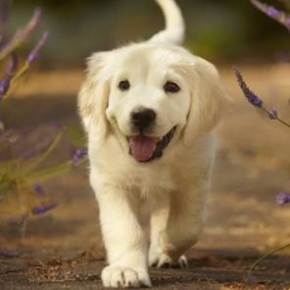 FOLLOW FOR GOOD DEALS DON'T BUY